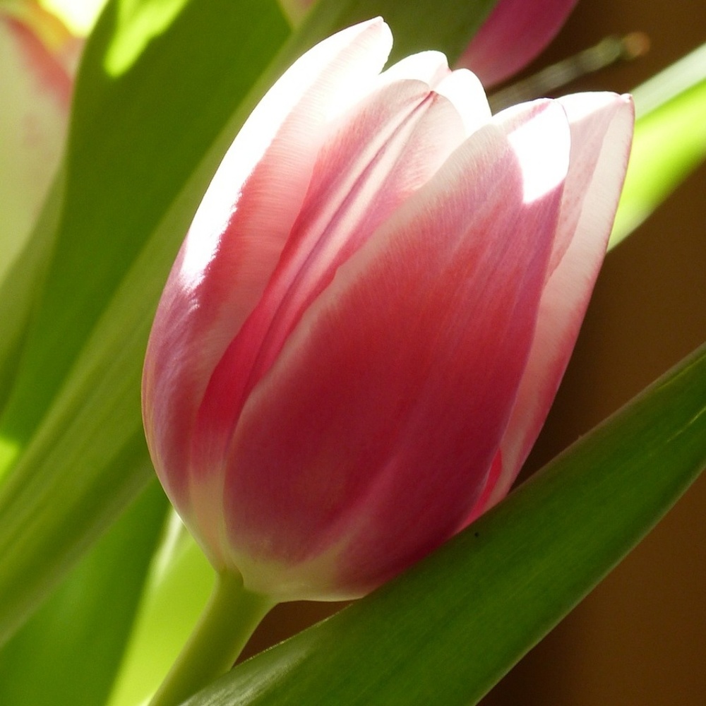 Meet your Posher, Ava